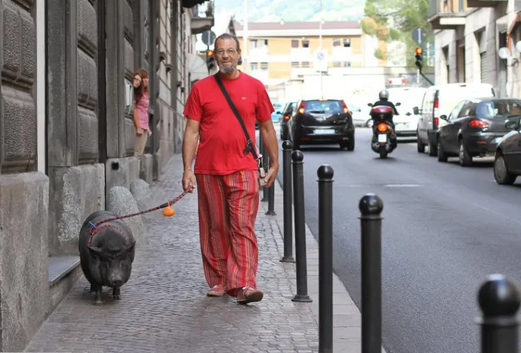 Ogromna vijetnamska svinja &scaron;okirala prolaznike