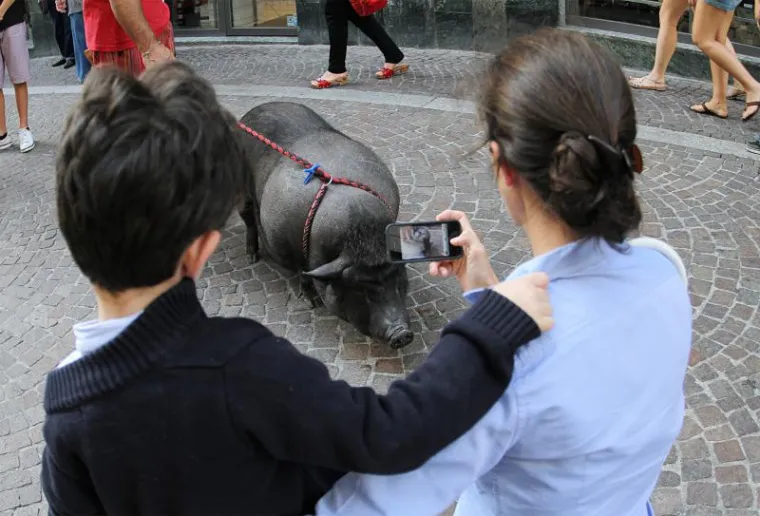 Ogromna vijetnamska svinja &scaron;okirala prolaznike