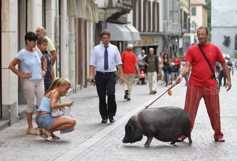 Ogromna vijetnamska svinja &scaron;okirala prolaznike
