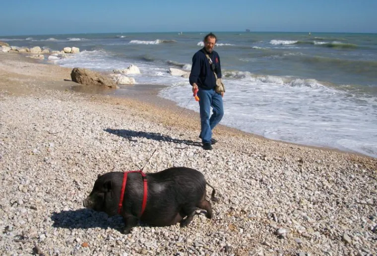 Ogromna vijetnamska svinja &scaron;okirala prolaznike