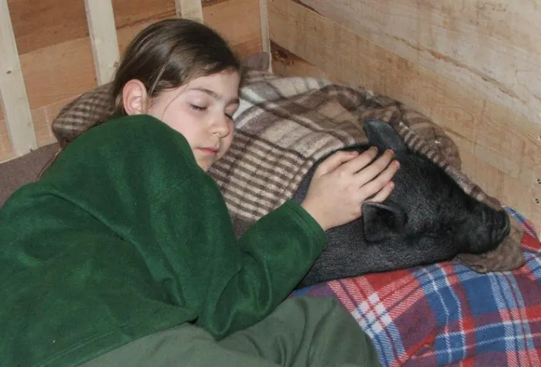 Ogromna vijetnamska svinja &scaron;okirala prolaznike