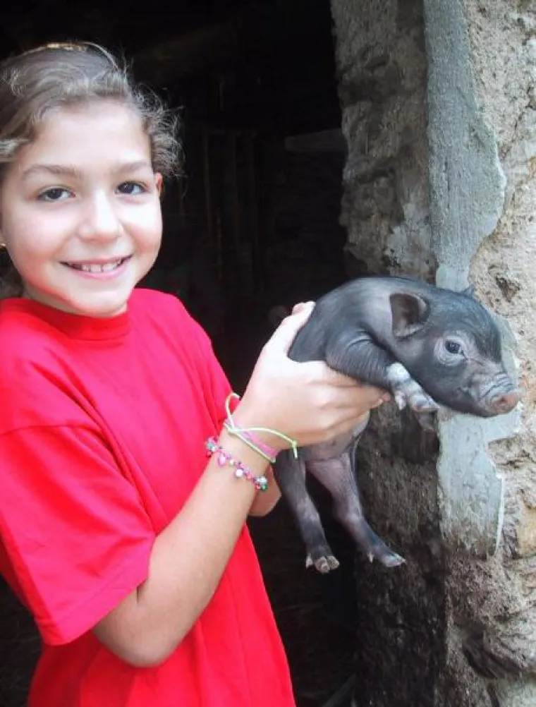 Ogromna vijetnamska svinja &scaron;okirala prolaznike