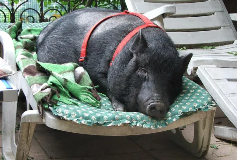 Ogromna vijetnamska svinja &scaron;okirala prolaznike