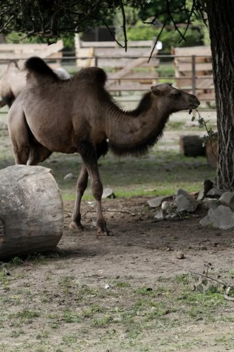 Ovo je prvi put da osječki vrt ima dvogrbe deve, koje će sigurno razveseliti brojne posjetitelje i postati nove miljenice osječkog ZOO-a.
