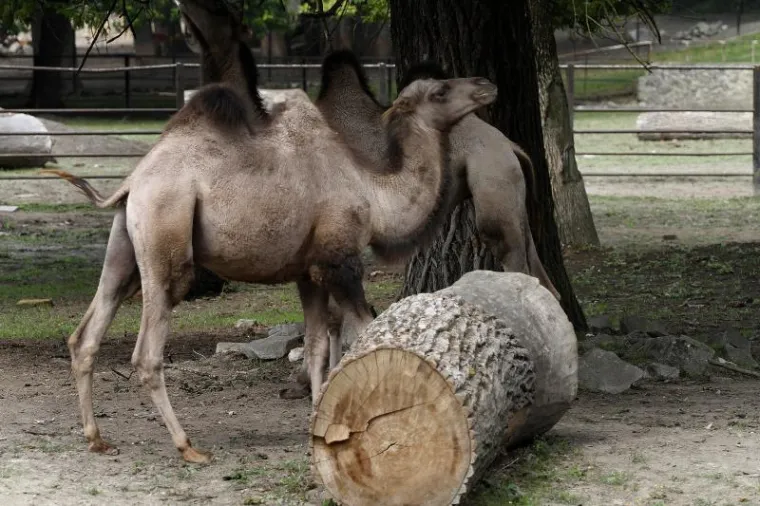 Novi stanovnici osječkog Zoološkog vrta