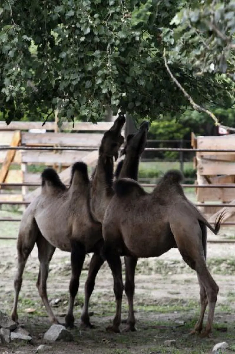 Novi stanovnici osječkog Zoološkog vrta