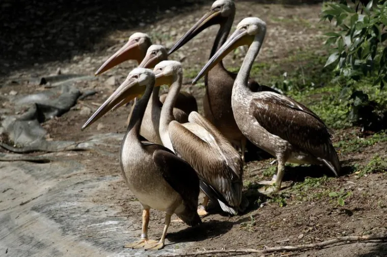 Novi stanovnici osječkog Zoološkog vrta