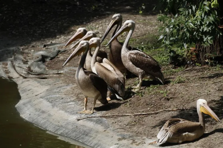Novi stanovnici osječkog Zoološkog vrta