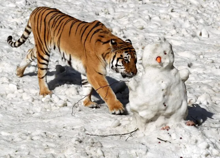 Čudesna ljubav tigra i snjegovića