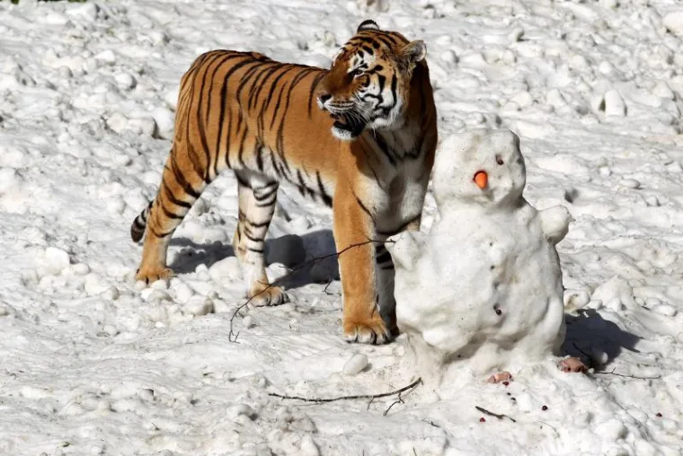 Čudesna ljubav tigra i snjegovića