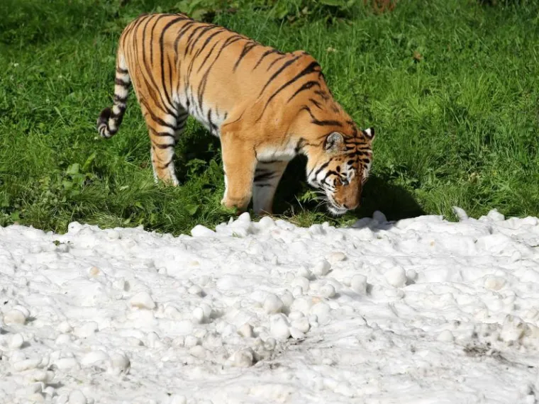 Čudesna ljubav tigra i snjegovića