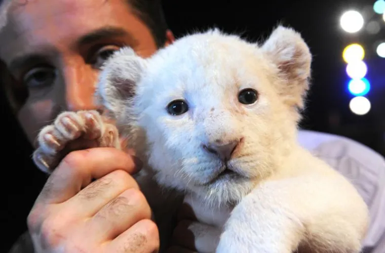 Jeste li ikad vidjeli slađe stvorenje?