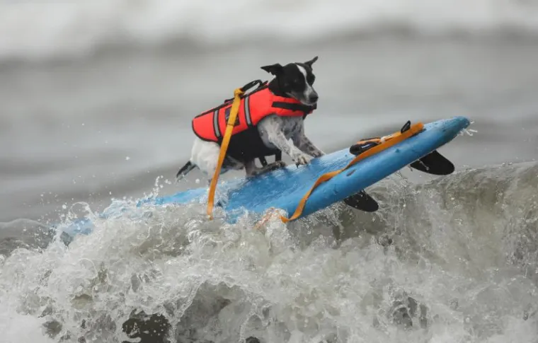 I psi surfaju, zar ne?