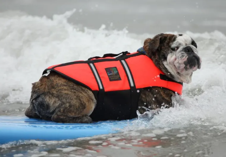 I psi surfaju, zar ne?