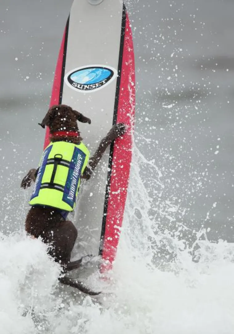 I psi surfaju, zar ne?