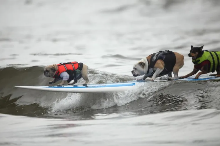 I psi surfaju, zar ne?