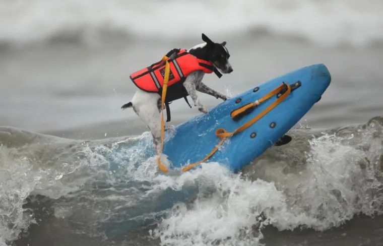 I psi surfaju, zar ne?