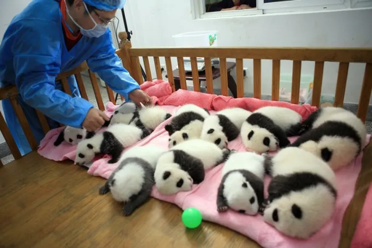 Popodnevni odmor preslatkih pandi