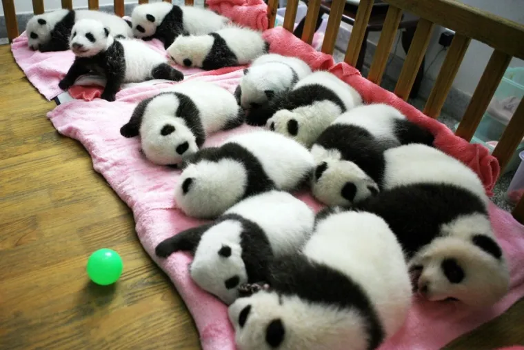 Popodnevni odmor preslatkih pandi