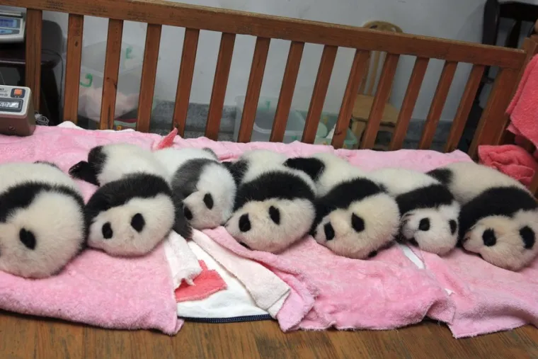 Popodnevni odmor preslatkih pandi