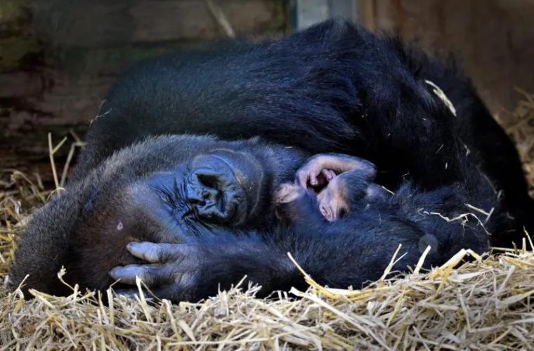 Mladunče gorile zaspalo u majčinom naručju
