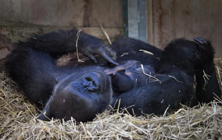 Mladunče gorile zaspalo u majčinom naručju