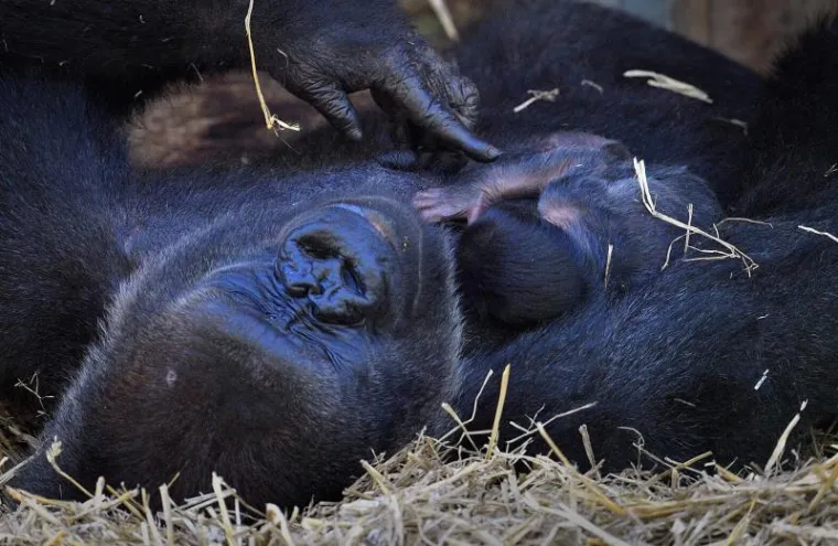 Mladunče gorile zaspalo u majčinom naručju