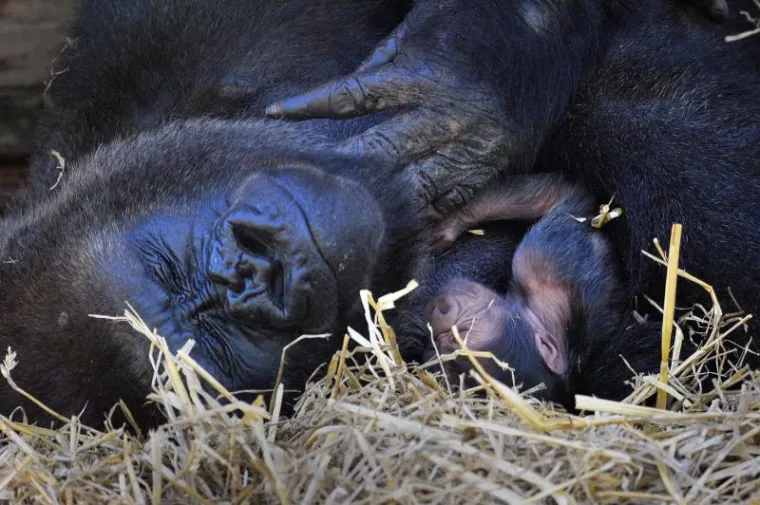 Mladunče gorile zaspalo u majčinom naručju
