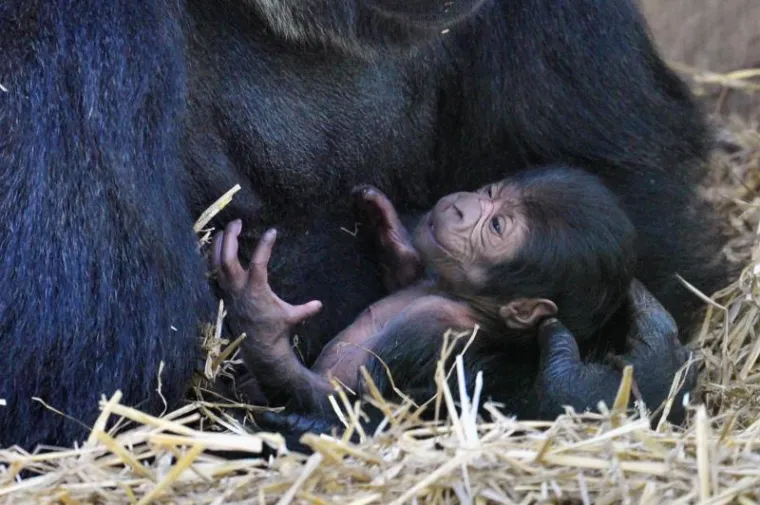 Mladunče gorile zaspalo u majčinom naručju
