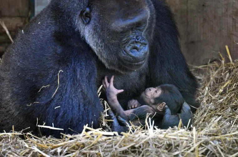 Mladunče gorile zaspalo u majčinom naručju