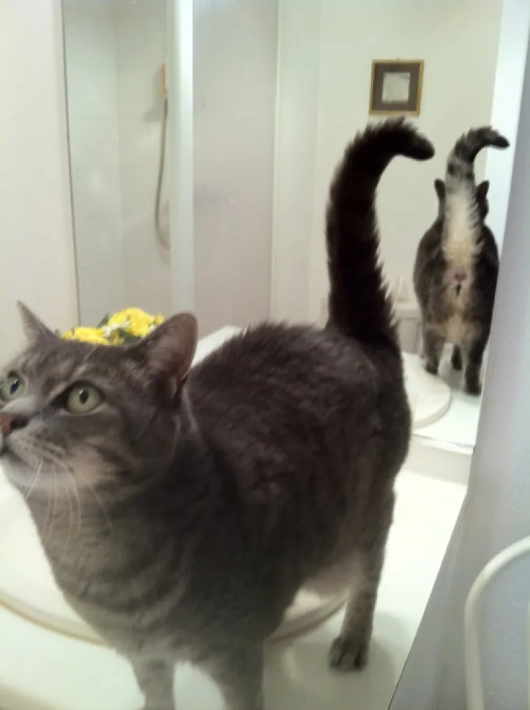 Slikanje gole stražnjice postalo internetski hit