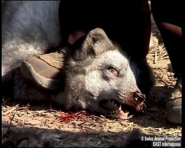 Brutalno muče životinje za par zimskih čizmica