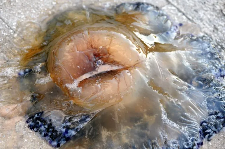 Divovska meduza pronađena u šibenskom moru