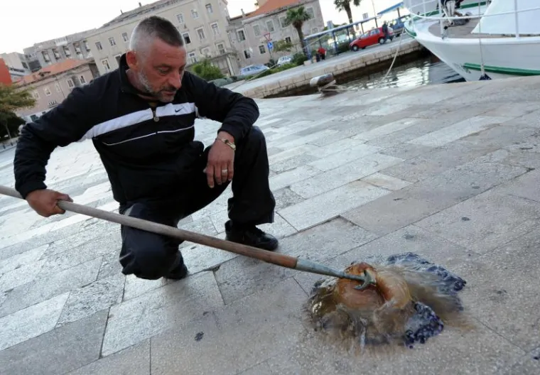 Divovska meduza pronađena u šibenskom moru