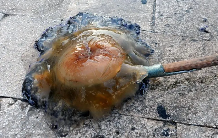 Divovska meduza pronađena u šibenskom moru