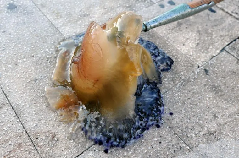 Divovska meduza pronađena u šibenskom moru