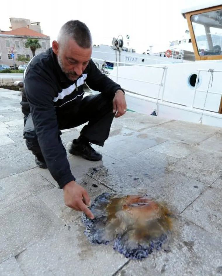 Divovska meduza pronađena u šibenskom moru