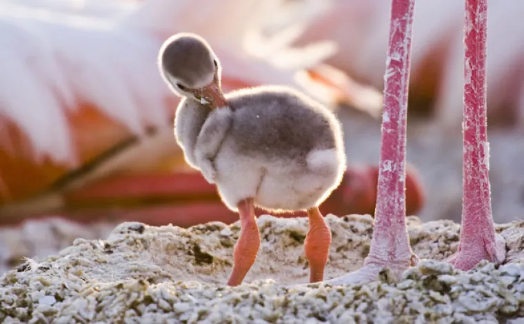 Prekrasne scene podno Božanske planine