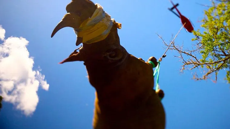 Upravo zbog takvih poražavajućih podataka, organizacije poput Zelene renesanse pružaju nadu u opstanak ugroženih vrsta.