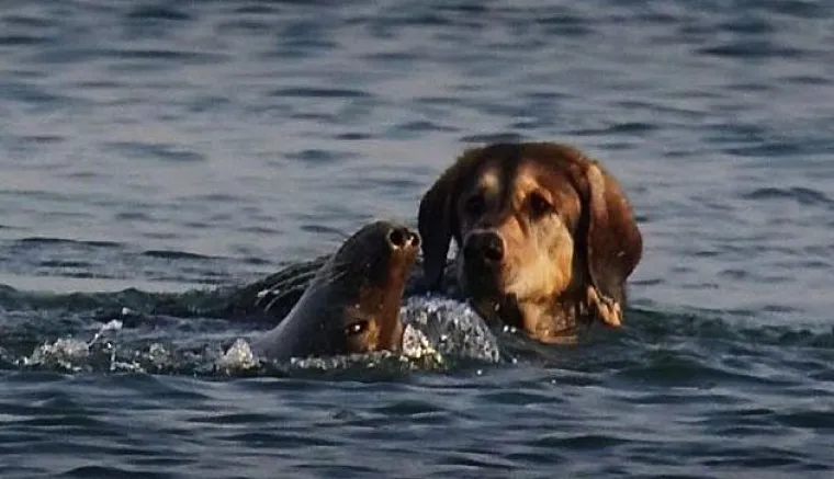 Neobična ljubav malenog tuljana i psića