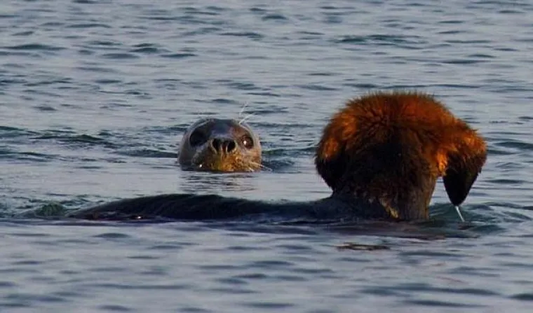 Neobična ljubav malenog tuljana i psića