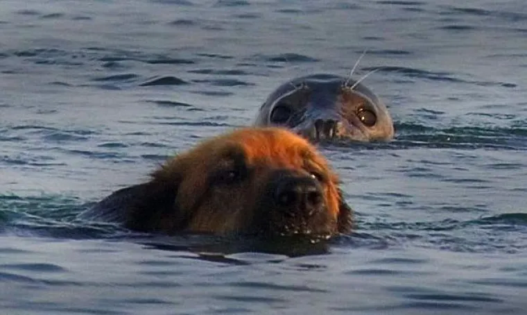 Neobična ljubav malenog tuljana i psića