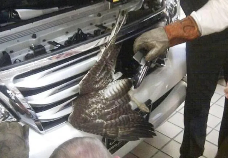 Jastreb preživio brutalni sudar s automobilom