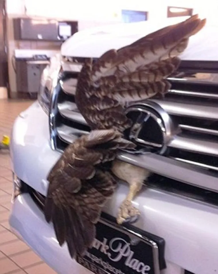 Jastreb preživio brutalni sudar s automobilom