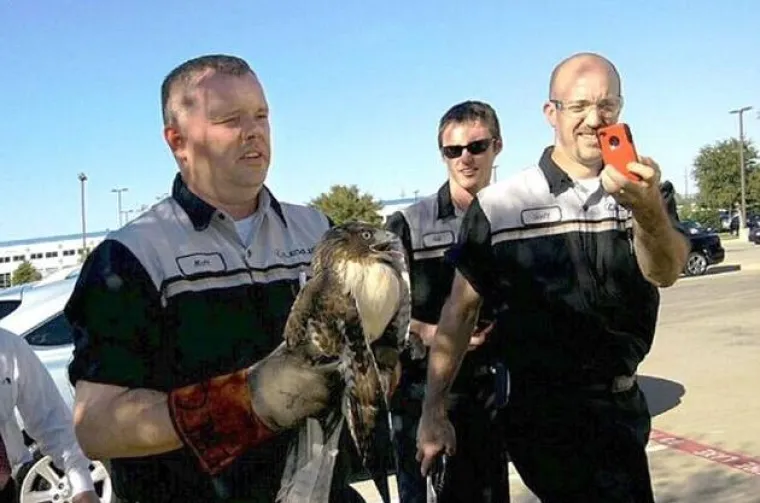 Jastreb preživio brutalni sudar s automobilom