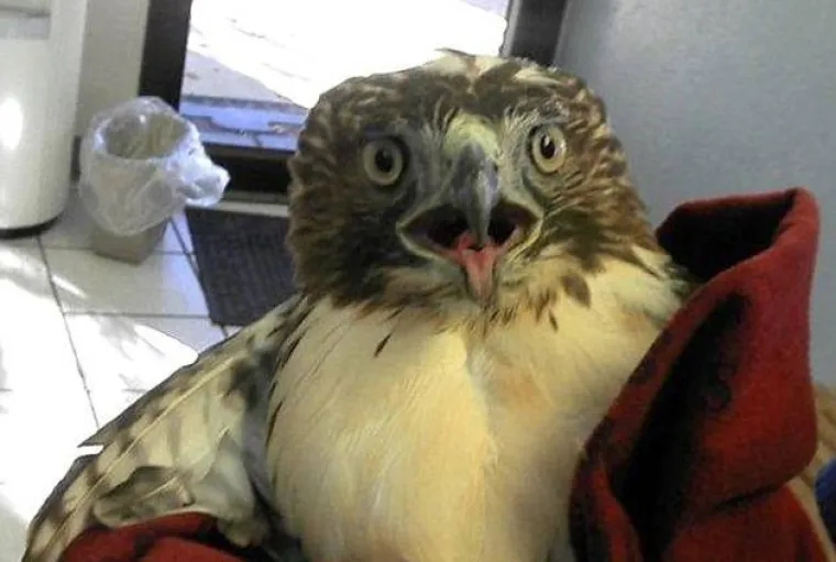 Jastreb preživio brutalni sudar s automobilom