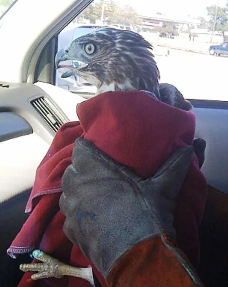 Jastreb preživio brutalni sudar s automobilom