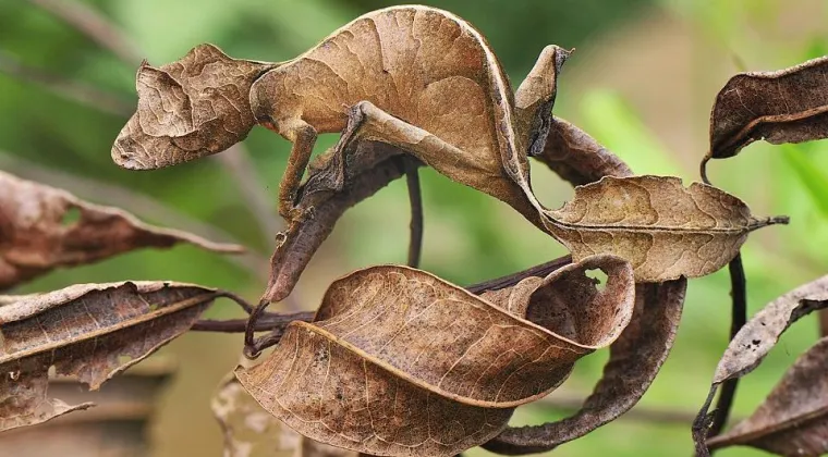 Pogledajte kako se životinje igraju skrivača!