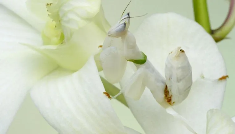 Pogledajte kako se životinje igraju skrivača!