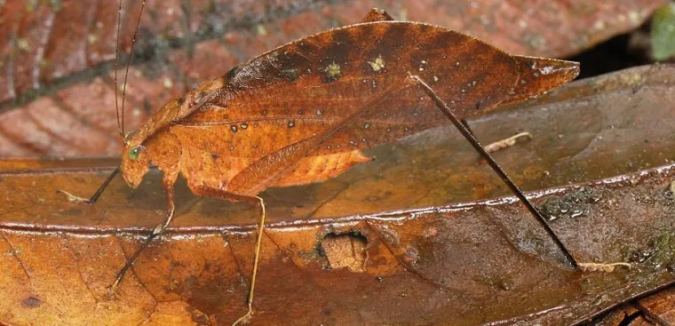 Pogledajte kako se životinje igraju skrivača!
